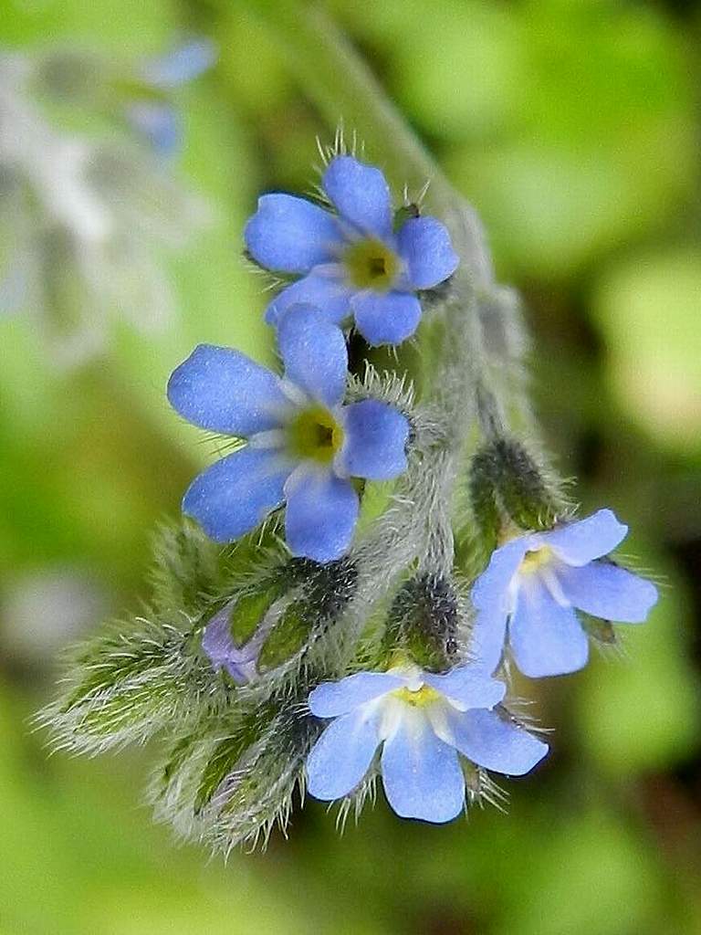 Myosotis sp.